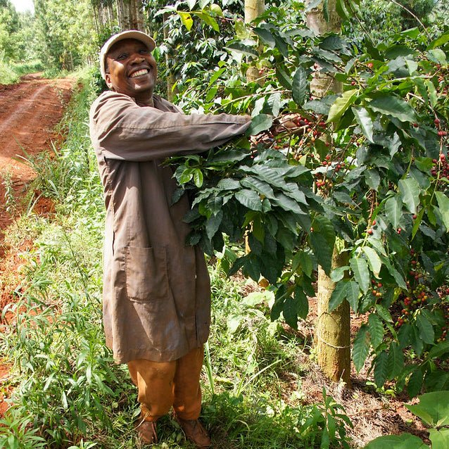 KII AB Rung’eto – Filterkaffee vom Mount Kenya, Fruchtig