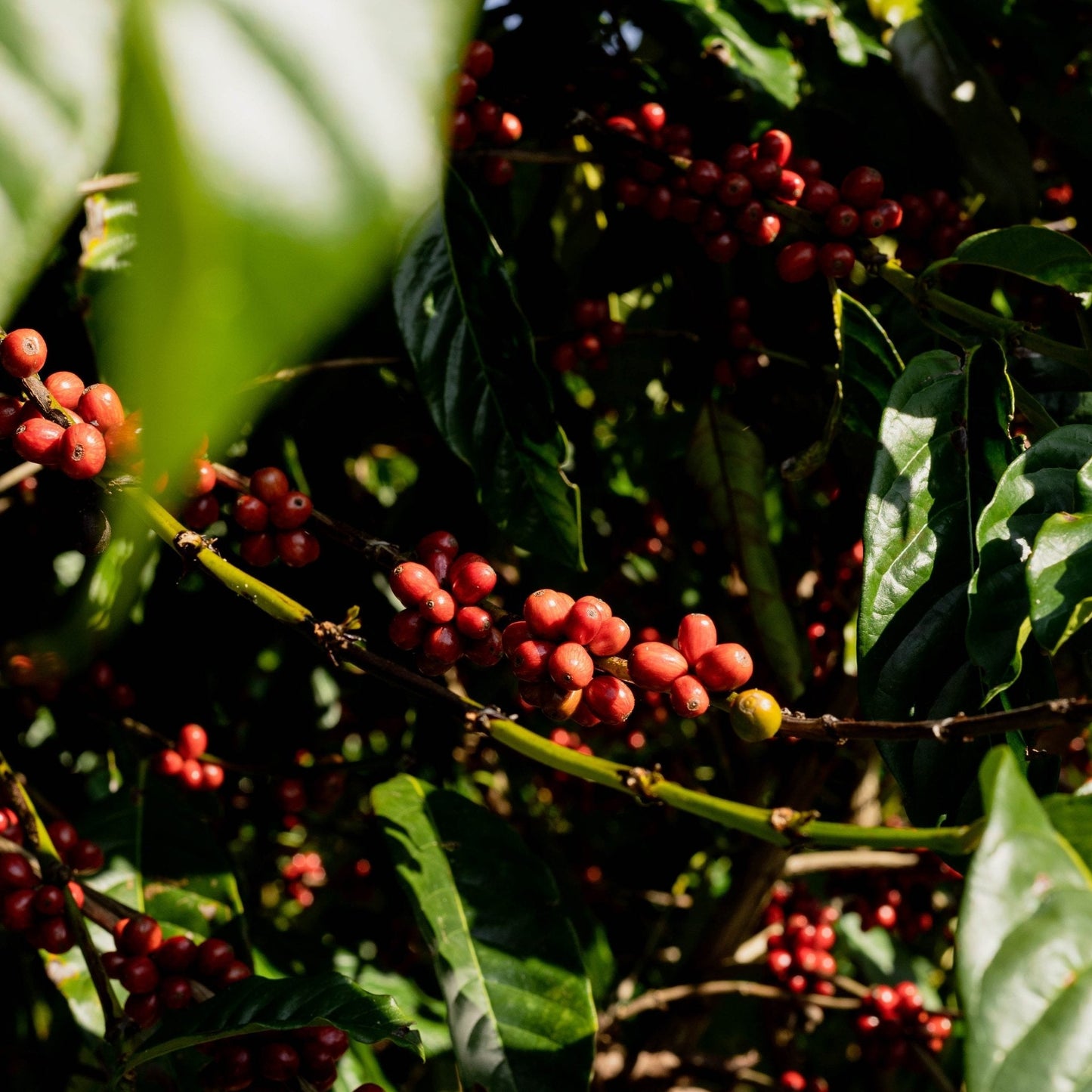 OPTIMUM - Espresso Blend mit Arabica & Robusta, Schokoladig & Cremig