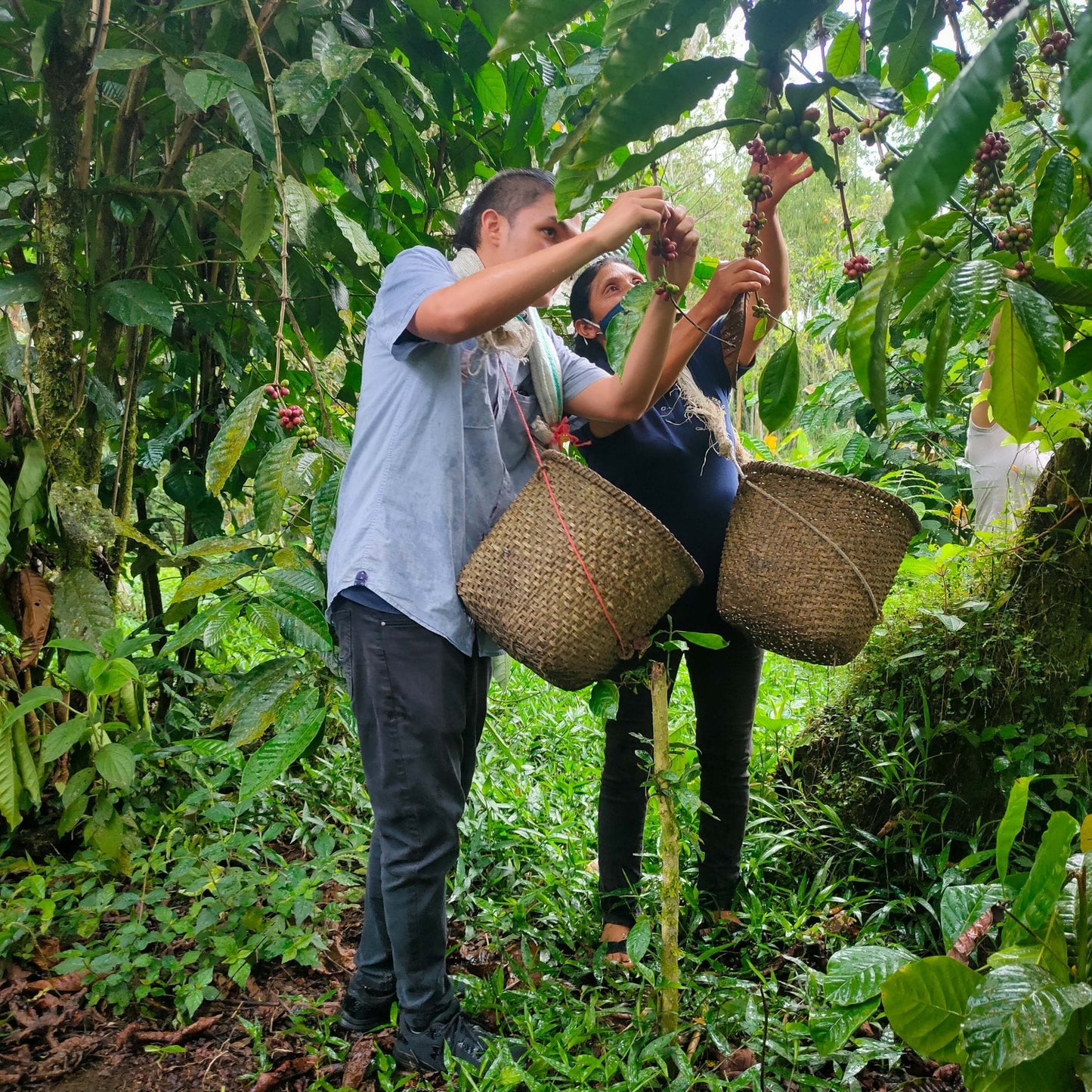 Optimist Coffee WITOCA Canephora Espresso – Specialty Robusta aus Ecuador (Yellow Honey Process)