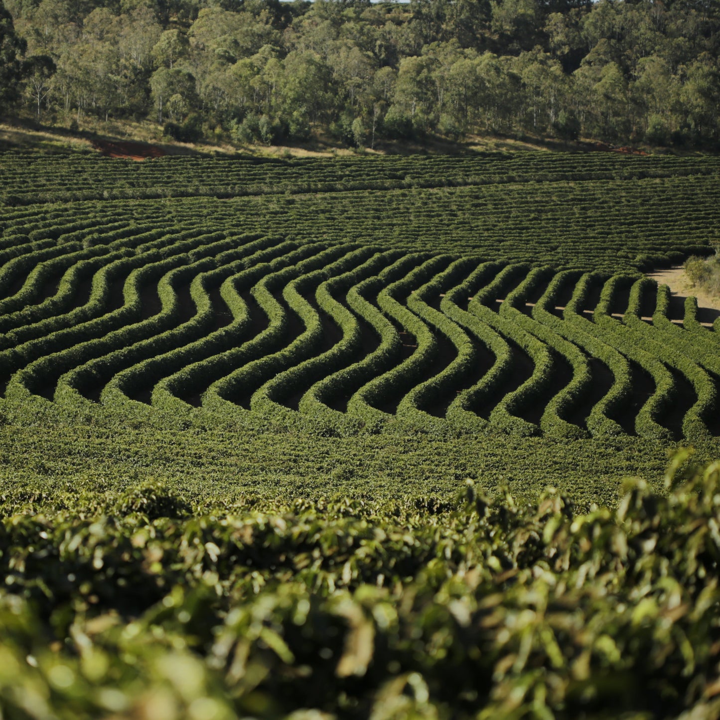 Espresso art takes time, Schokolade – Mandel – Kirsche - ideal für Milchgetränke