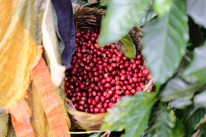 Espresso - Silvio Sánchez - Catuai Natural