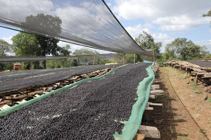 EA Decaf - Syoum Family - Guji Natural