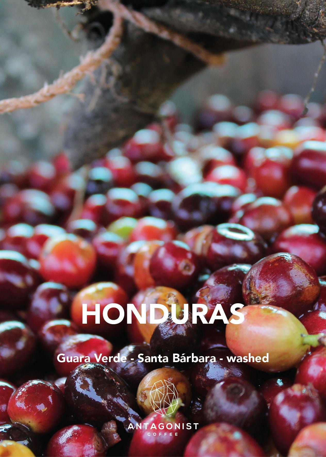 Filterkaffee Honduras - Ausgewogen, Schokolade - Haselnuss - Rohrzucker&nbsp;