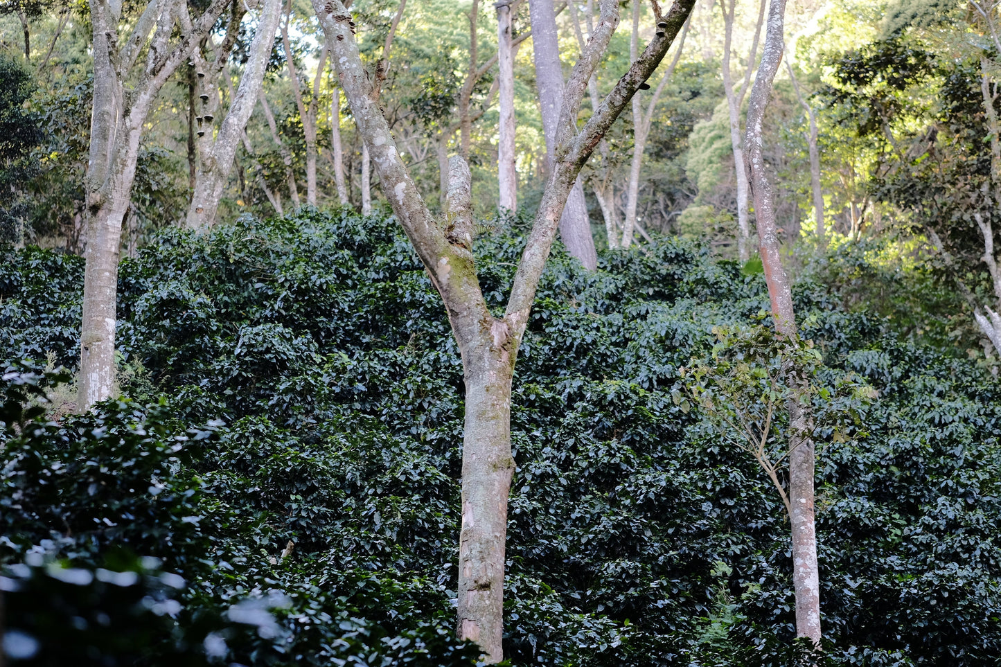 Espresso - Silvio Sánchez - Catuai Natural