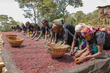 EA Decaf - Syoum Family - Guji Natural