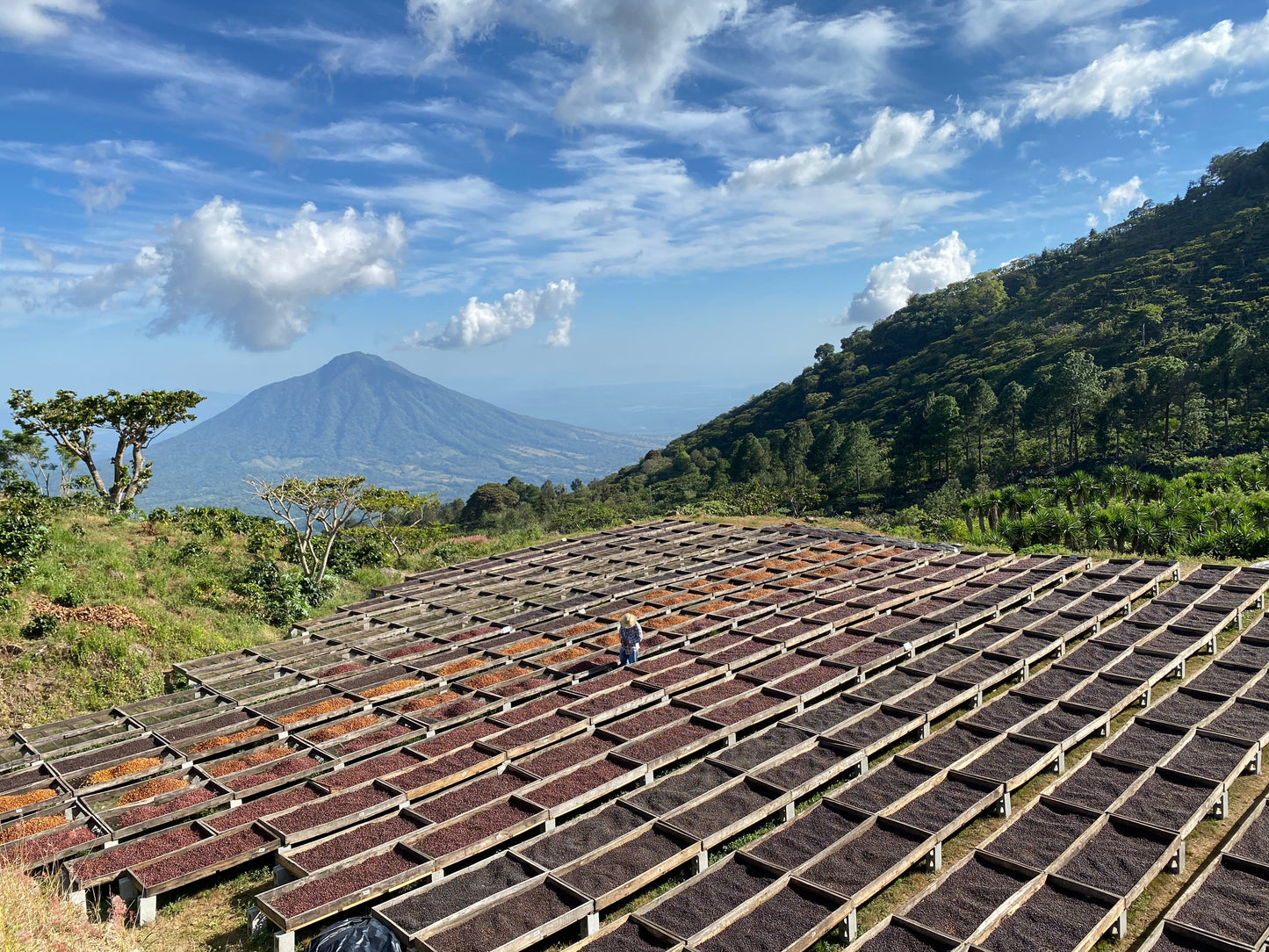 Corazón Oscuro - Dark Roast Blend