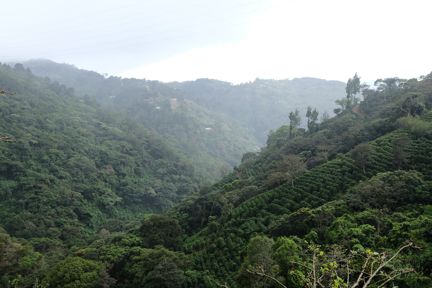 Filter Coffee - Jorge Vásquez - Catuai Natural