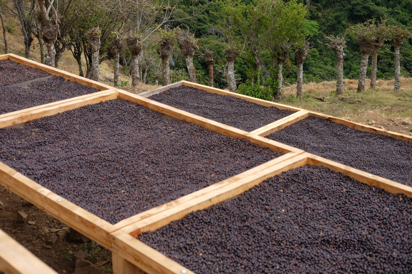 Filter Coffee - Jorge Vásquez - Catuai Natural
