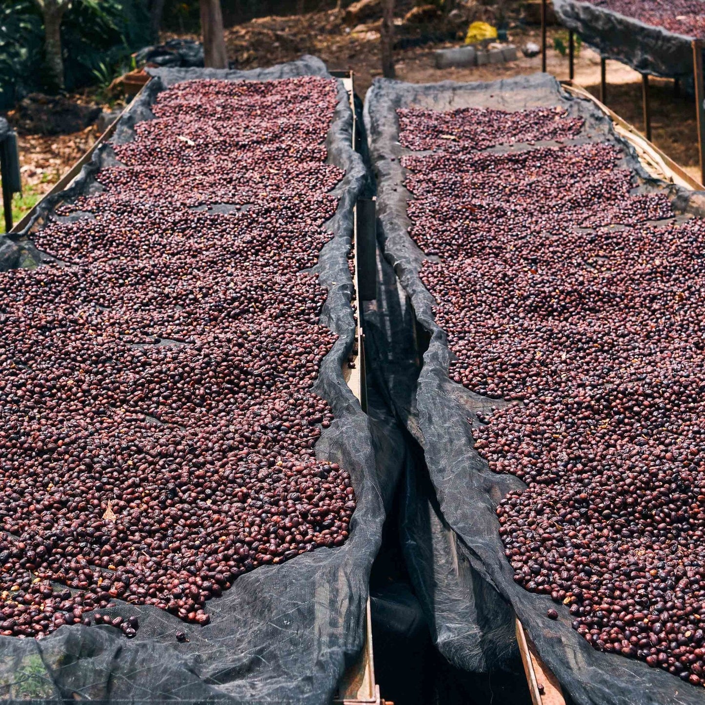 Optimist Coffee Bomba de Fruta Espresso – Arabica Specialty Coffee aus Honduras (Natural Process)