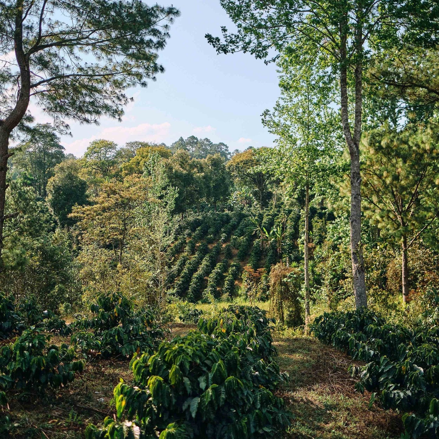 Optimist Coffee Bomba de Fruta Espresso – Arabica Specialty Coffee aus Honduras (Natural Process)