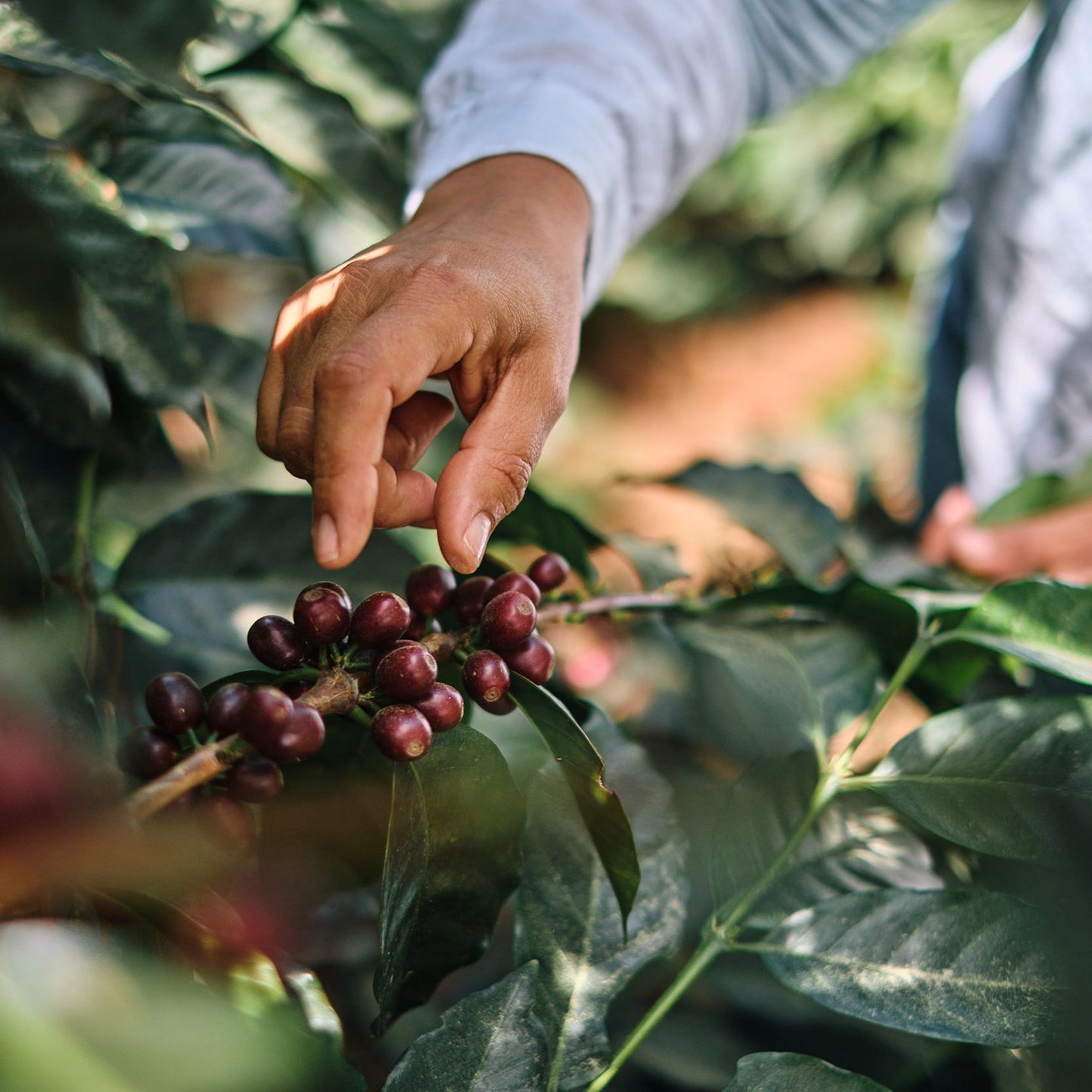 Optimist Coffee Bomba de Fruta Espresso – Arabica Specialty Coffee aus Honduras (Natural Process)