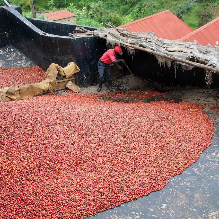 KII AB Rung’eto – Filterkaffee vom Mount Kenya, Fruchtig