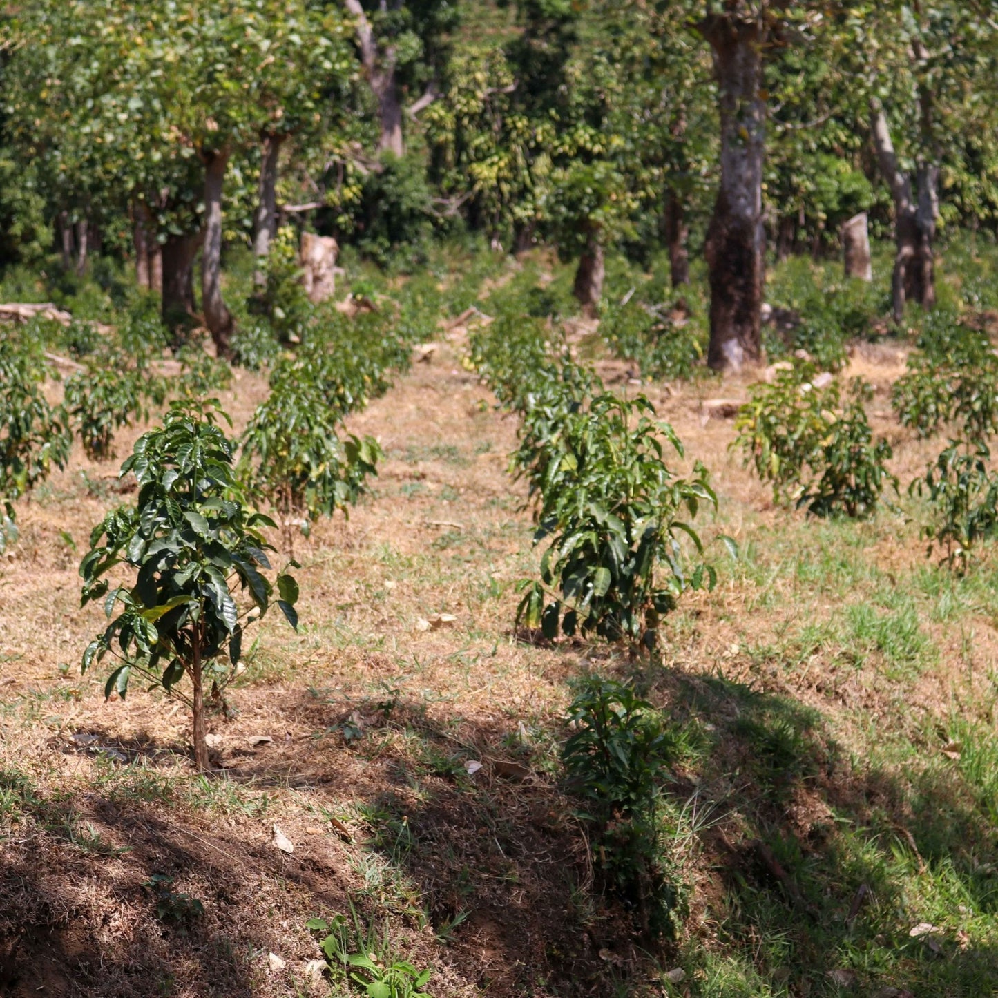 LAS LAJAS Red Honey – Costa Rica Filterkaffee, Süß & Cremig
