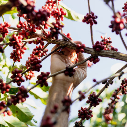 OPTIMUM - Espresso Blend mit Arabica & Robusta, Schokoladig & Cremig