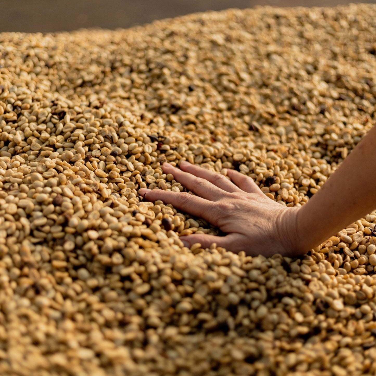 OPTIMUM - Espresso Blend mit Arabica & Robusta, Schokoladig & Cremig