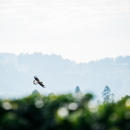 PINHEIRO FILTER - Brasilien Filterkaffee, Schokoladig & Cremig