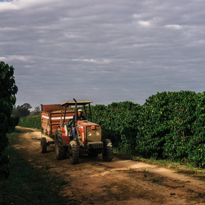 PINHEIRO FILTER - Brasilien Filterkaffee, Schokoladig & Cremig