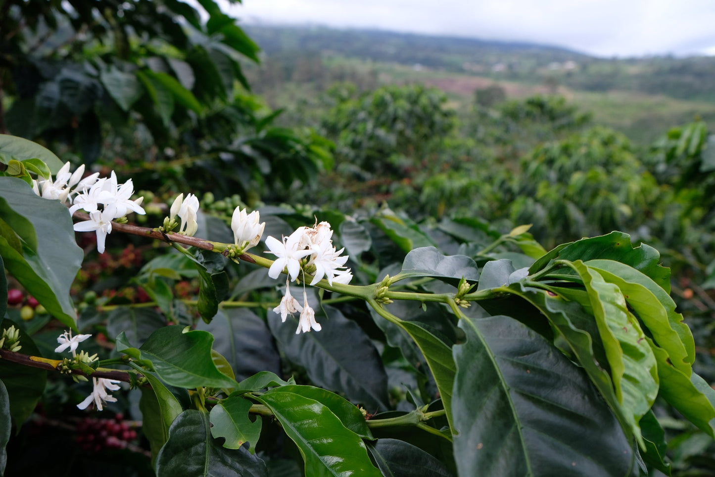 Espresso- Diego Robelo - Grand Peaberry Washed