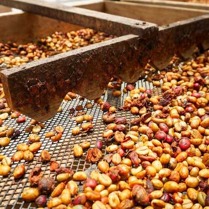 WITOCA - Canephora Espresso aus Ecuador, Cremig & Süß